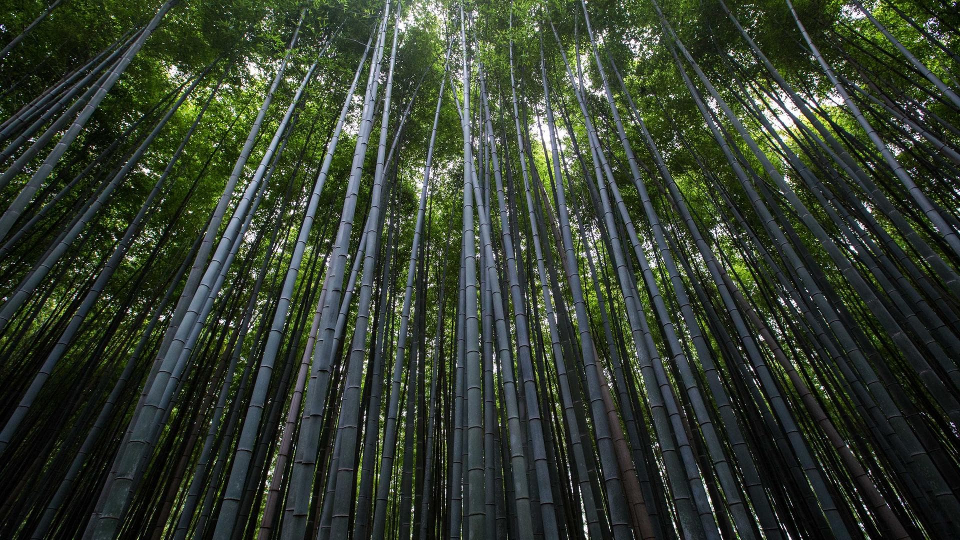 全日制餐厅